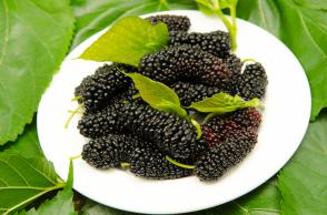 Moruše černá Charm