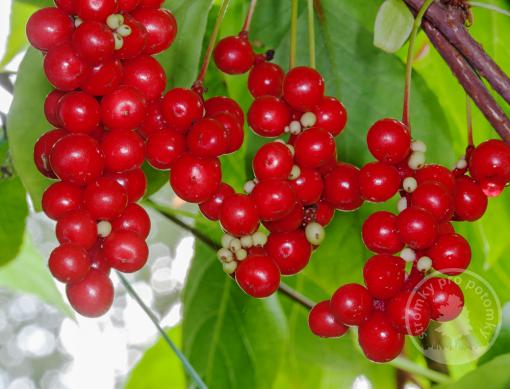 Hlošina okoličnatá Sweet and Sour 