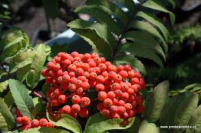 Jeřáb Moravský sladkoplodý (polokmen)