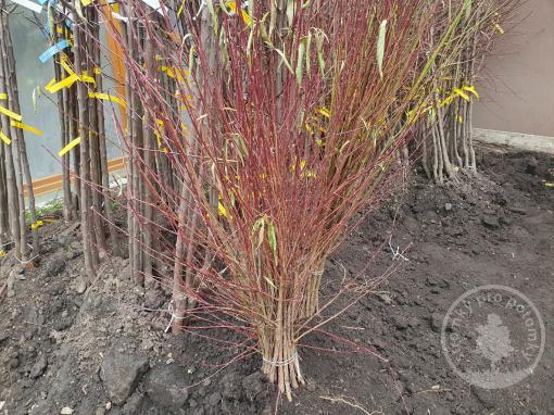 podnož Rakoniewická 5 ks