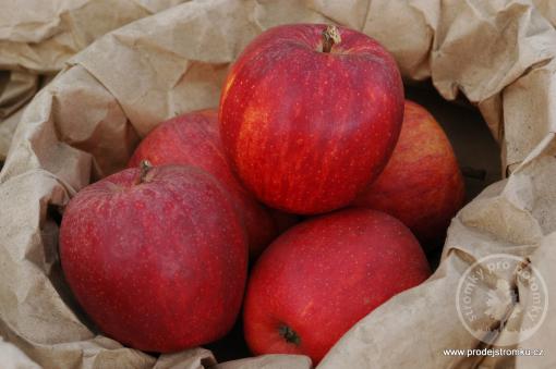 Jabloň Royal Gala (podnož M7, polokmen)