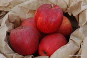 Jabloň Royal Gala (podnož M7, polokmen)