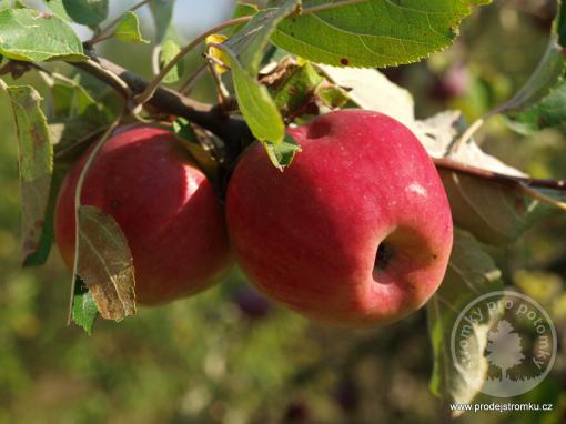 Jabloň Liberty (podnož M7)