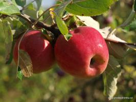 Jabloň Liberty (podnož M7)