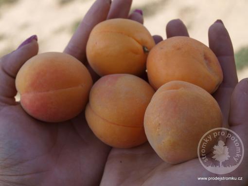 Meruňka Alfons (podnož myrobalán, polokmen)