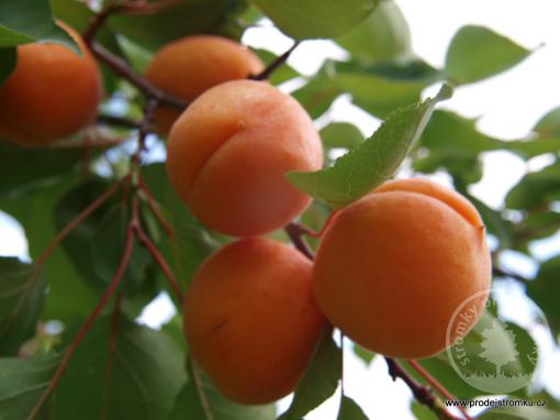 Meruňka Winter Cot (podnož 29C, kontejner)