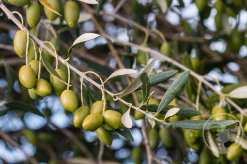 Olivovník evropský Cipressino