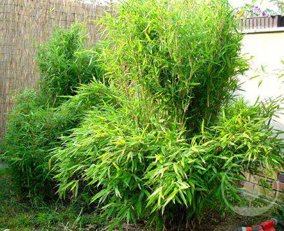 Bambus - Fargésie murilae