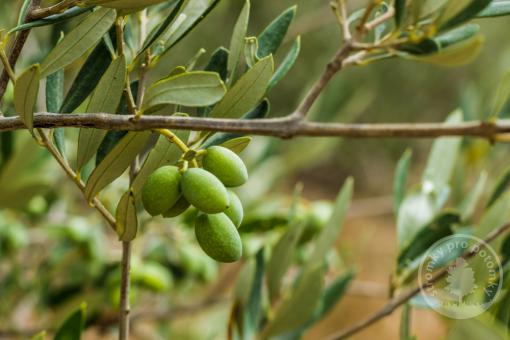 Olivovník evropský Olivia