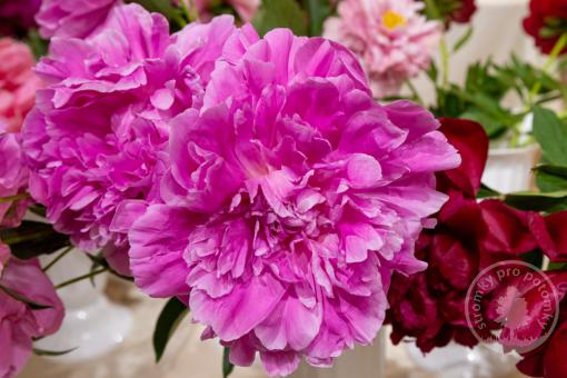 Pivoňka čínská Jacorma