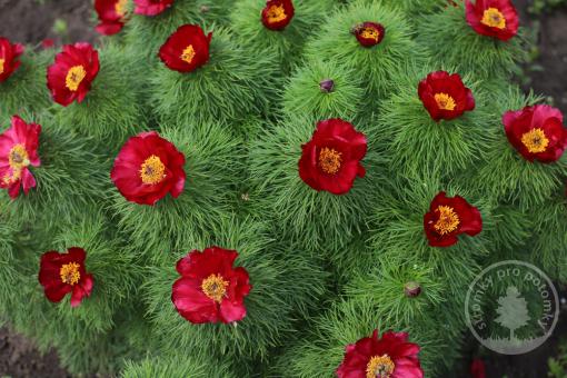 Pivoňka koprolistá