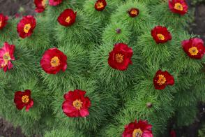 Pivoňka koprolistá