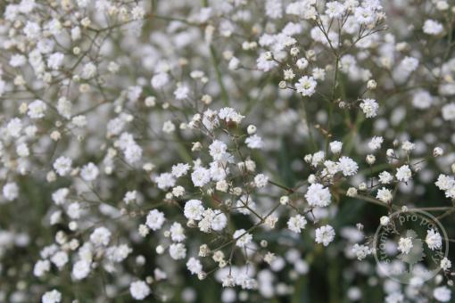 Šáter latnatý Snowflake