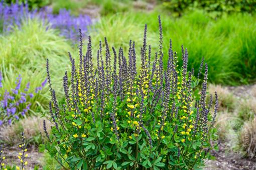 Baptisie Lemon Meringue