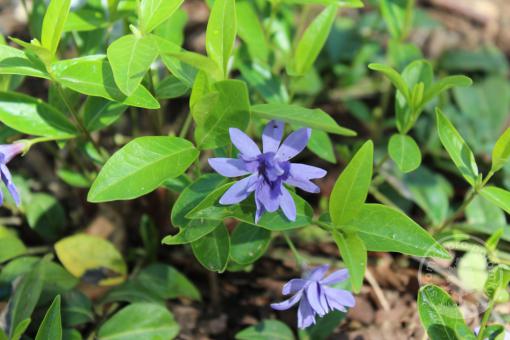 Barvínek menší Multiplex