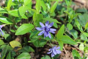 Barvínek menší Multiplex