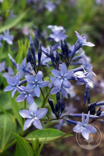 Amsonie (Nebekvět) Blue Ice