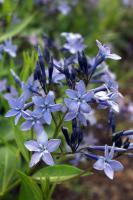 Amsonie (Nebekvět) Blue Ice