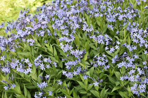 Amsonie (Nebekvět) Blue Ice