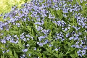 Amsonie (Nebekvět) Blue Ice