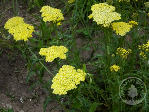 Řebříček obecný Skysail Yellow
