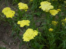 Řebříček obecný Skysail Yellow