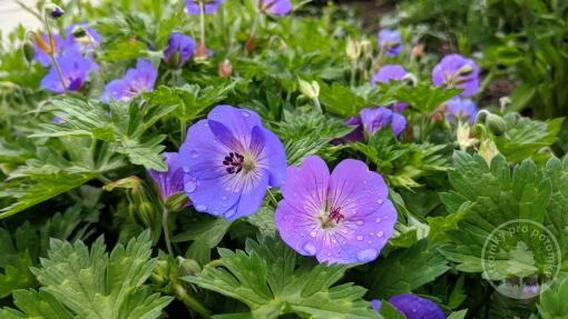 Kakost himalájský Johnson Blue