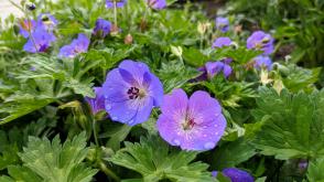 Kakost himalájský Johnson Blue