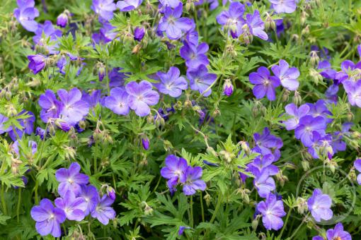 Kakost himalájský Johnson Blue