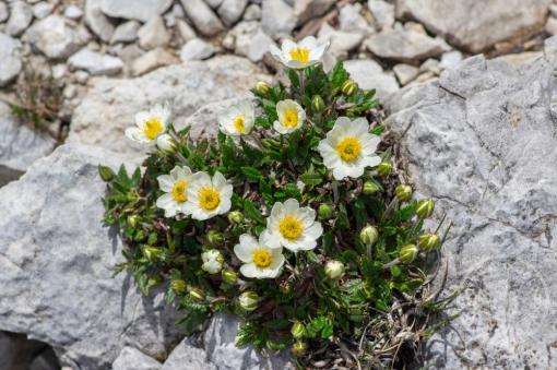 Dryádka Sündermannova