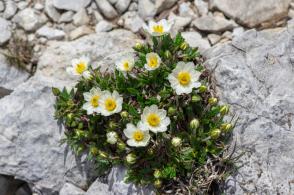 Dryádka Sündermannova