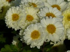 Chrysantéma mrazuvzdorná Poesie