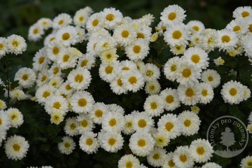 Chrysantéma mrazuvzdorná Poesie