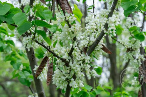 Zmarlika čínská Shirobana
