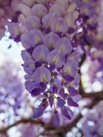 Vistárie čínská Prolific