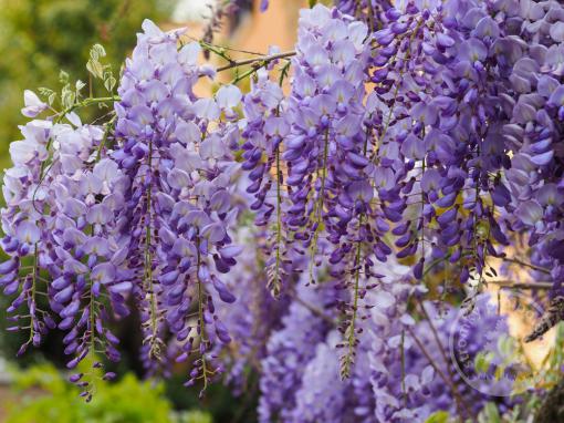 Vistárie čínská Prolific