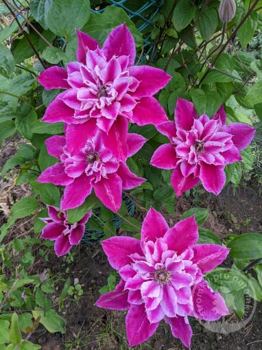 Plamének My Darling