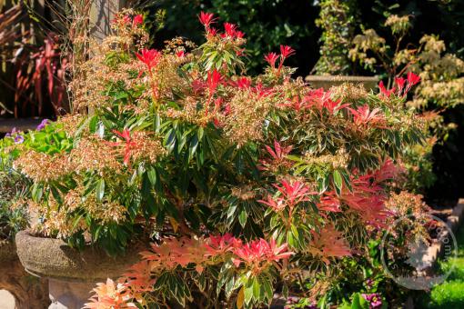 Pieris japonský Forest Flame