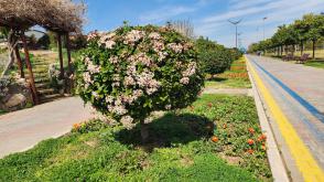 Kalina modroplodá Eve Price (kmínek 100 cm)