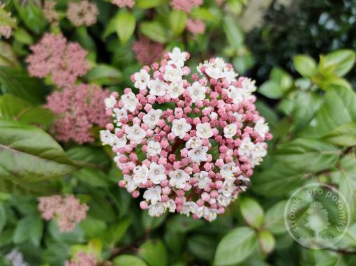 Kalina modroplodá Eve Price (kmínek 100 cm)