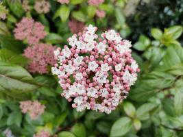 Kalina modroplodá Eve Price (kmínek 100 cm)