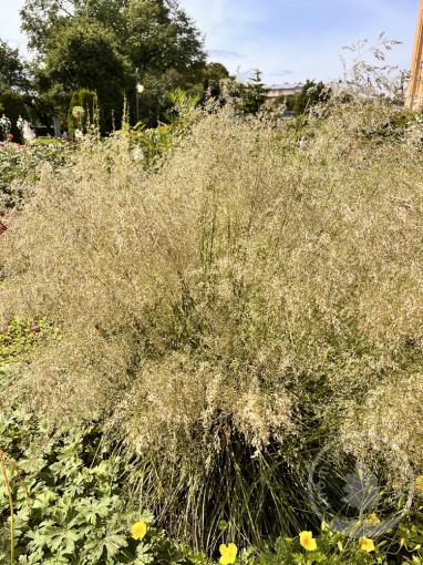 Metlice trsnatá Pálava