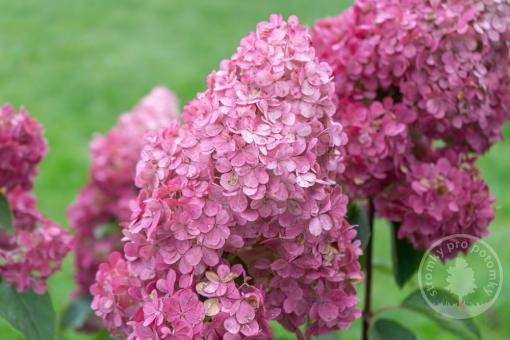 Hortenzie latnatá Redlight