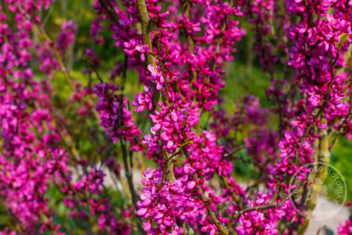 Zmarlika čínská Avondale