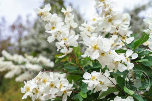 Hroznovec velkokvětý Lotus Moon