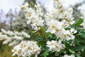 Hroznovec velkokvětý Lotus Moon