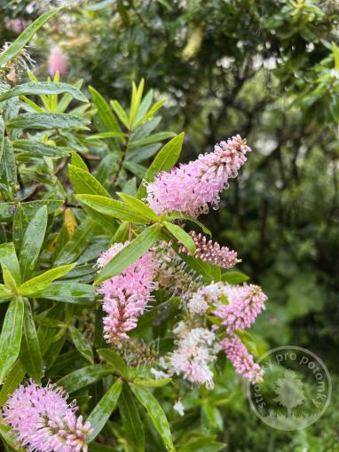 Hebe Midsummer Beauty