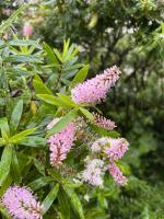 Hebe Midsummer Beauty