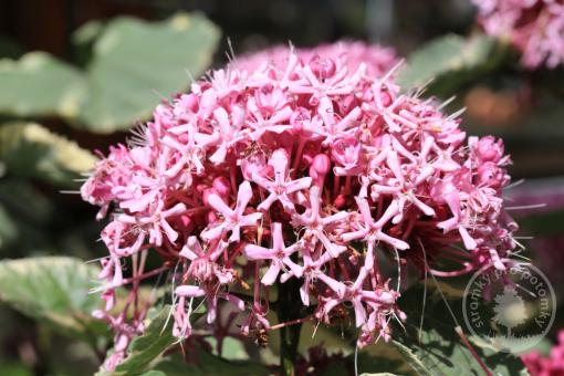 Blahokeř Bungeův Pink Diamond