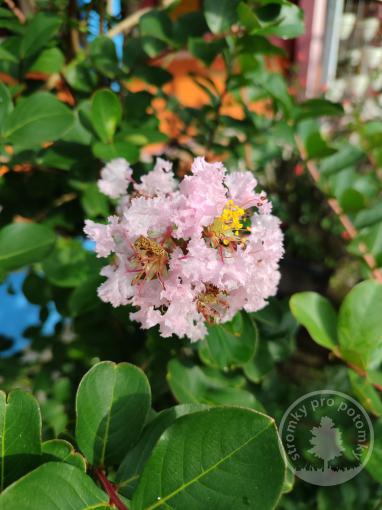 Pukol indický White Love Baby